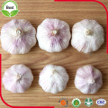 Bon Price Normal White Garlic 4.5-5.0 5.0-5.5 5.5-6.0cm